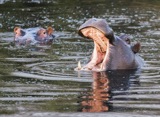 Seba - Hippo_ Seba - Hippo_
